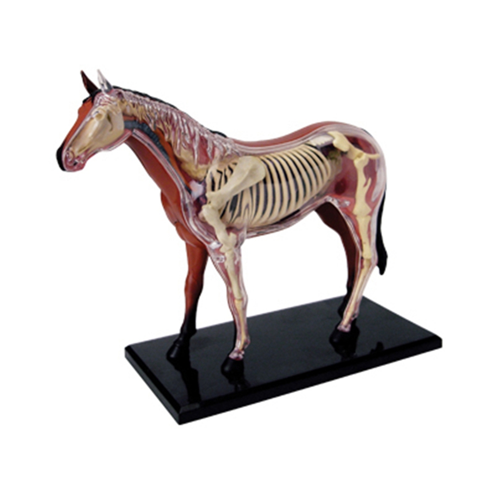 Animal Organ Anatomy Model 4D  - Science Toys 评论和价格