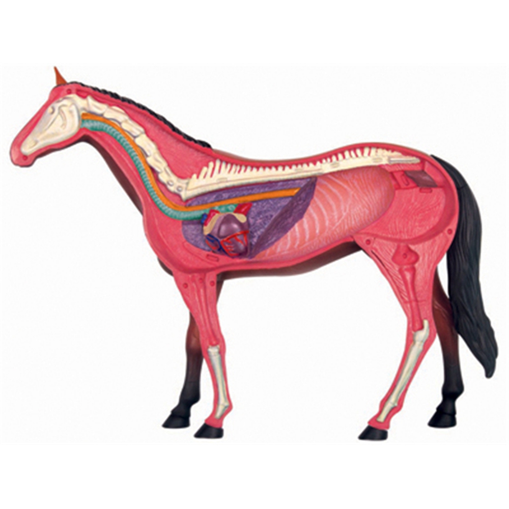 Animal Organ Anatomy Model 4D  - Science Toys 评论和价格