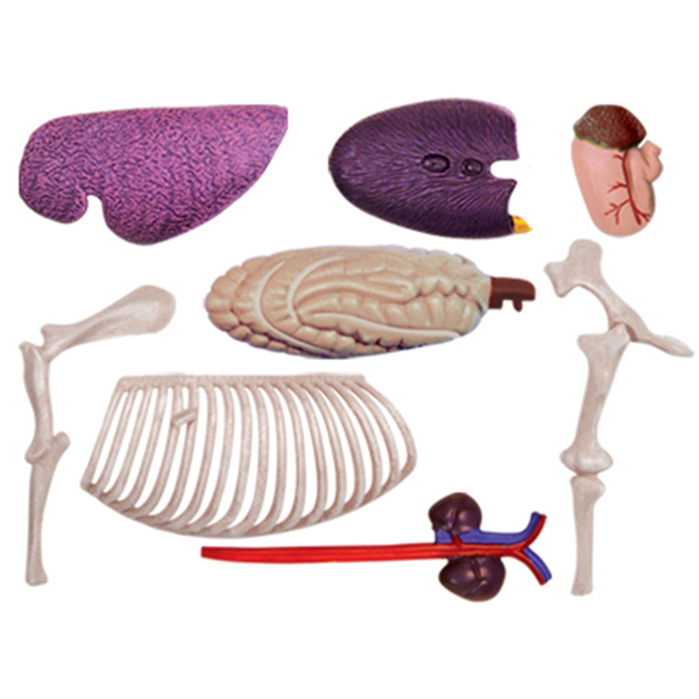 Animal Organ Anatomy Model 4D  - Science Toys 评论和价格